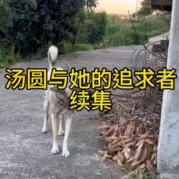 平静的小山村因为汤圆的大姨妈变得躁动……#狗狗大姨妈