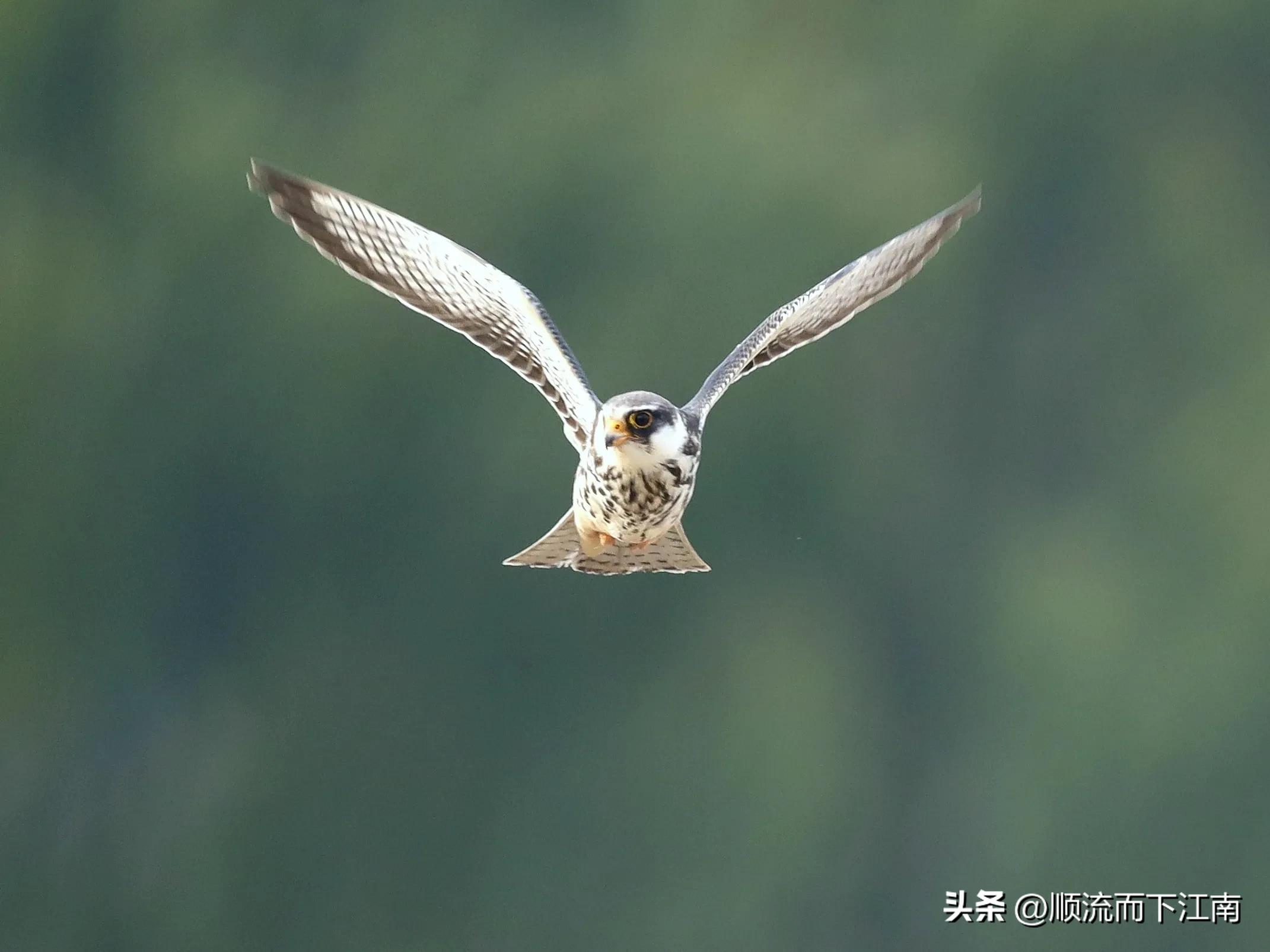 红脚隼叫声,红脚隼