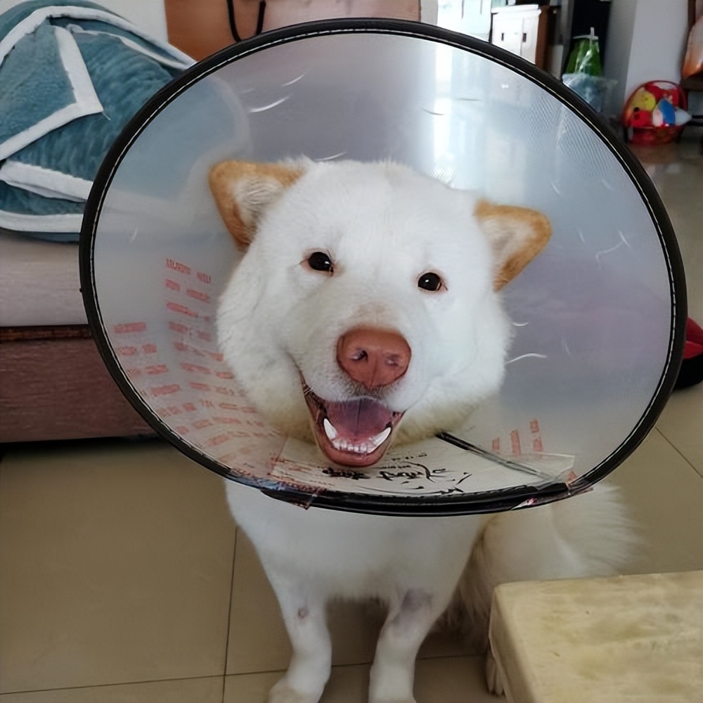 了解狗的“性”知识，别害羞，对狗狗有好处！