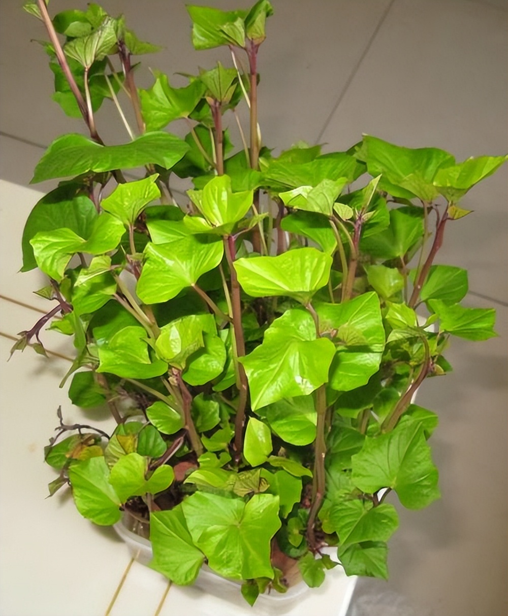 阳台种菜的方法和技巧大全集,阳台种菜的方式和技巧