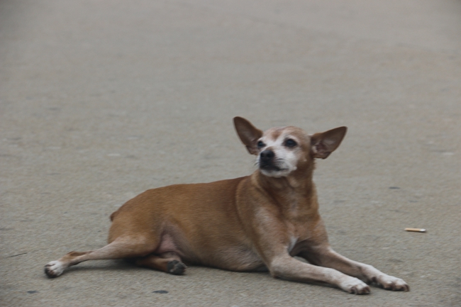 小鹿犬有味怎么办,小鹿犬身上有味道什么原因