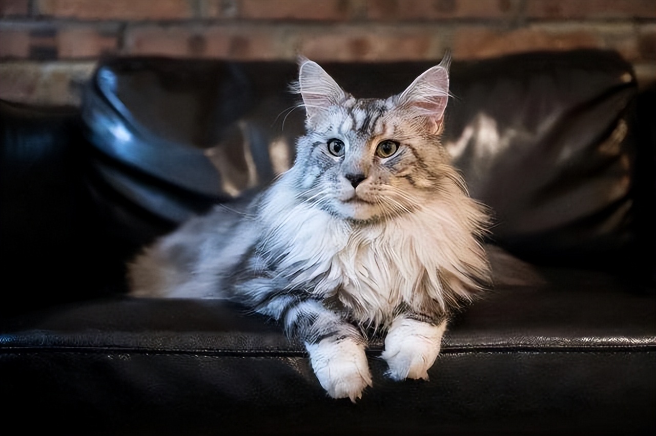 养了很多只猫的缅因猫,养完最后悔的狗