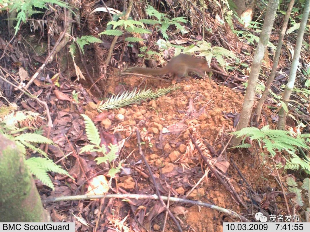 浙江神奇物种,茂名发现新物种