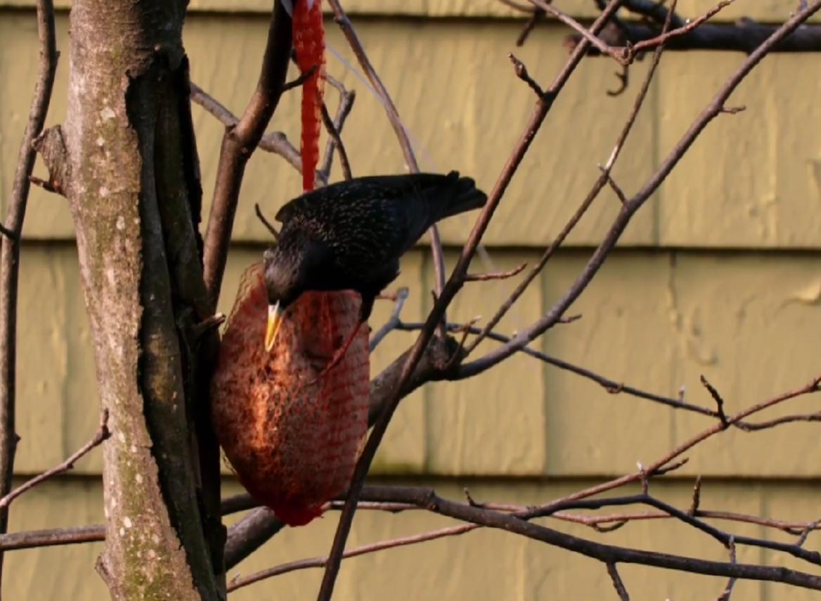 1890年美国放生了60只鸟，如今却每年损失10亿美元，人民苦不堪言