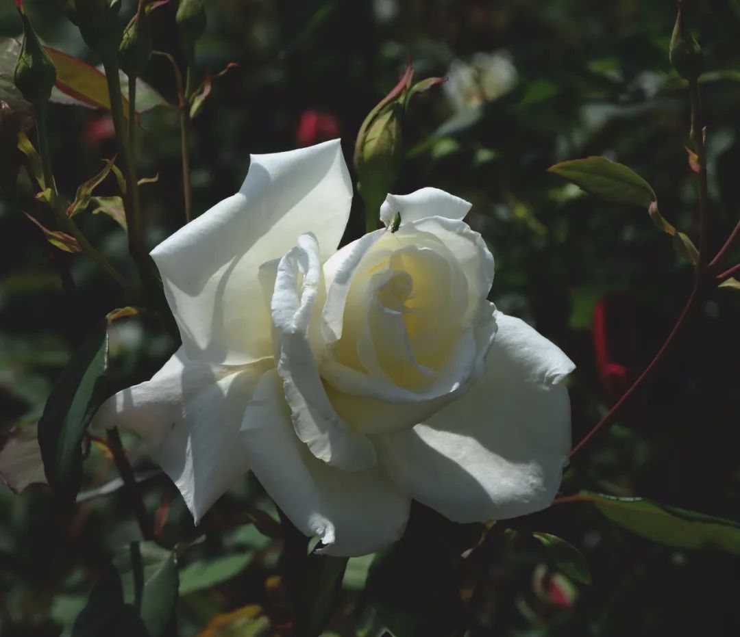 为了送中国的这株花给皇后,当年拿破仑不惜与英国达成停战协议?