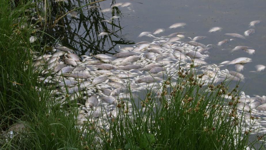 黄鳝一年能产子多少,母黄鳝产子过程