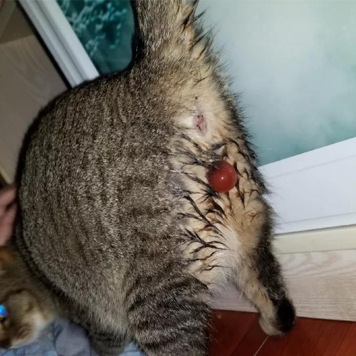 母猫老是不停的挠猫砂什么原因,母猫生产前的征兆