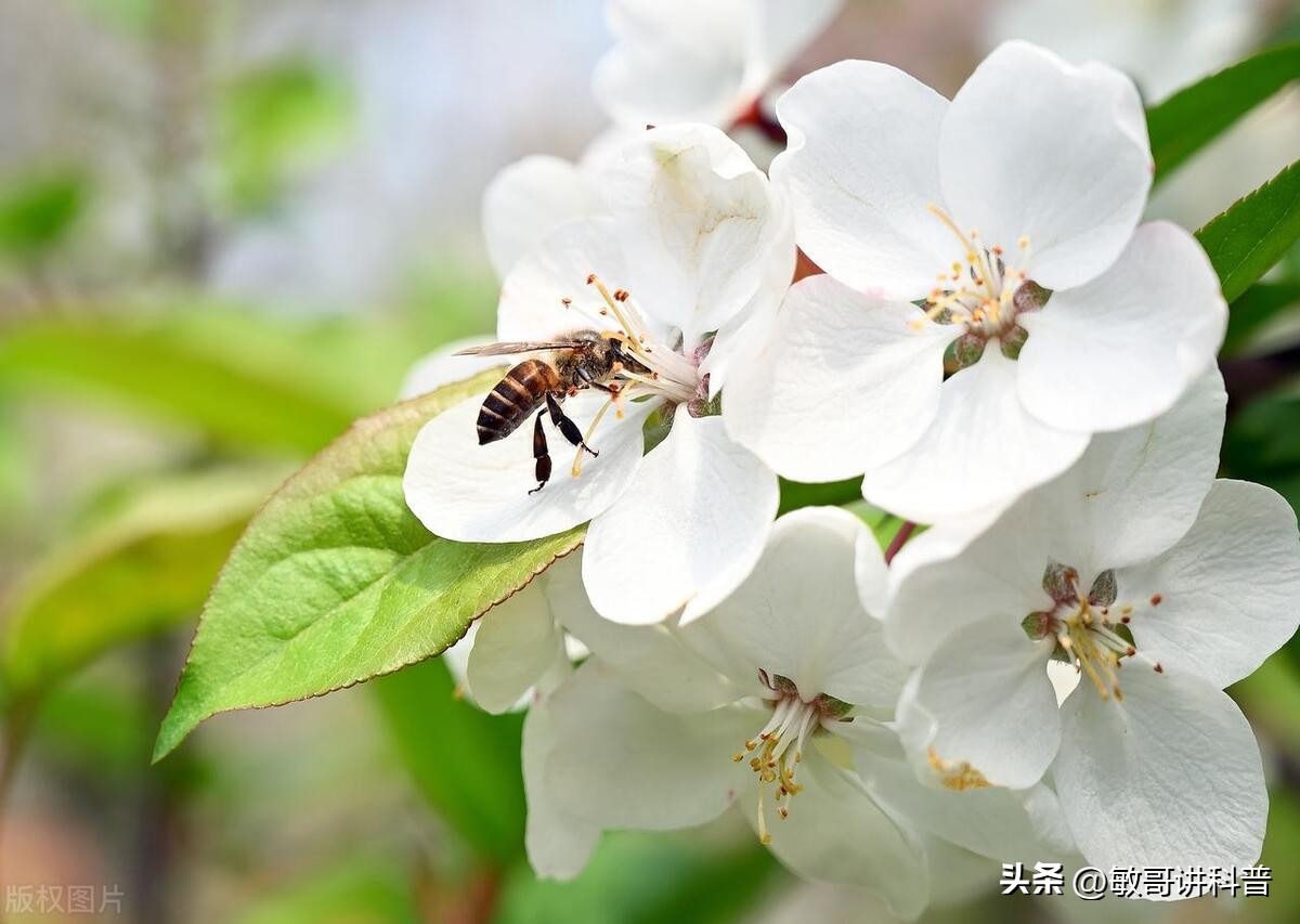 养的蜜蜂会蜇人吗,蜜蜂蜇人肿的图片