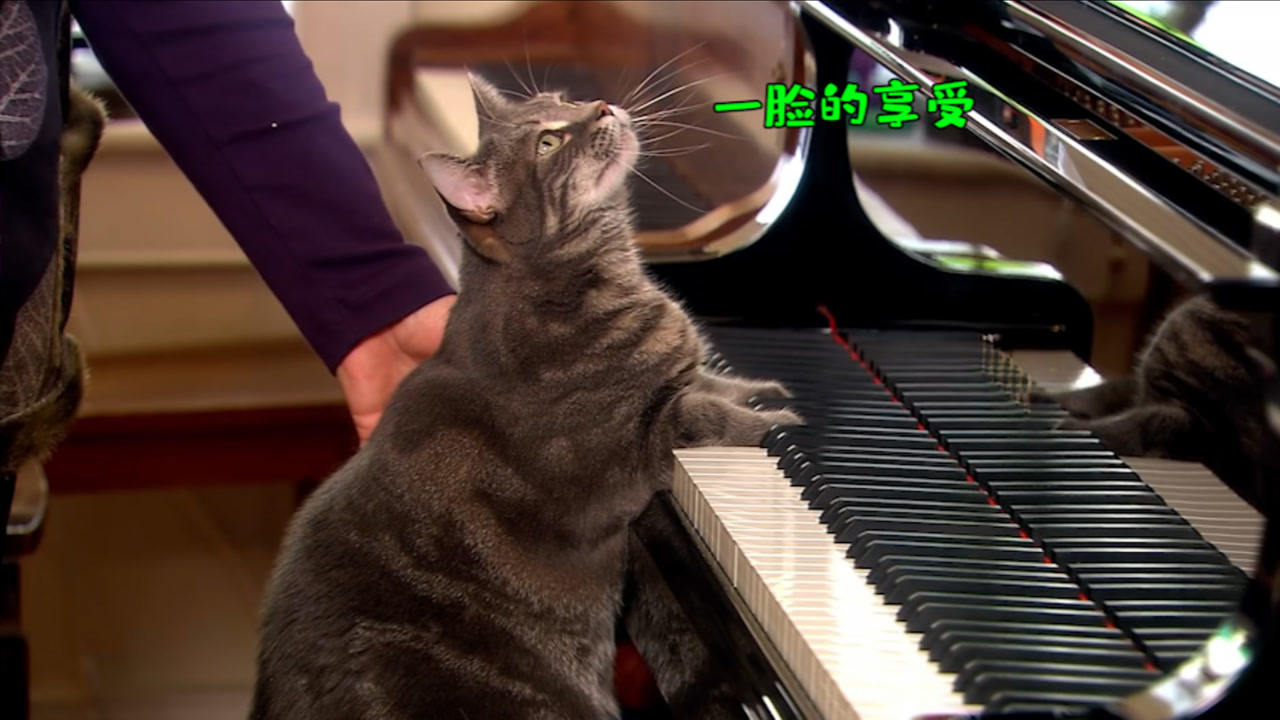 猫咪和人类相处得很好的原因,当猫和人类一起生活久了