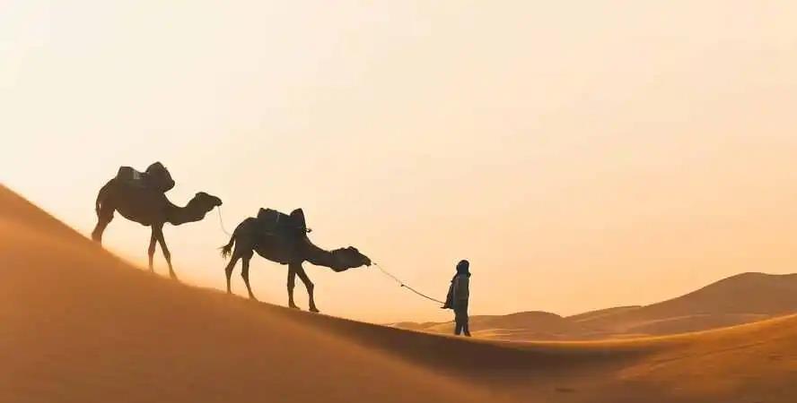 骆驼为什么能吃荆棘和仙人掌,骆驼沙漠之王