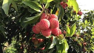 桂味荔枝界的爱马仕,荔枝界的爱马仕是哪个品种