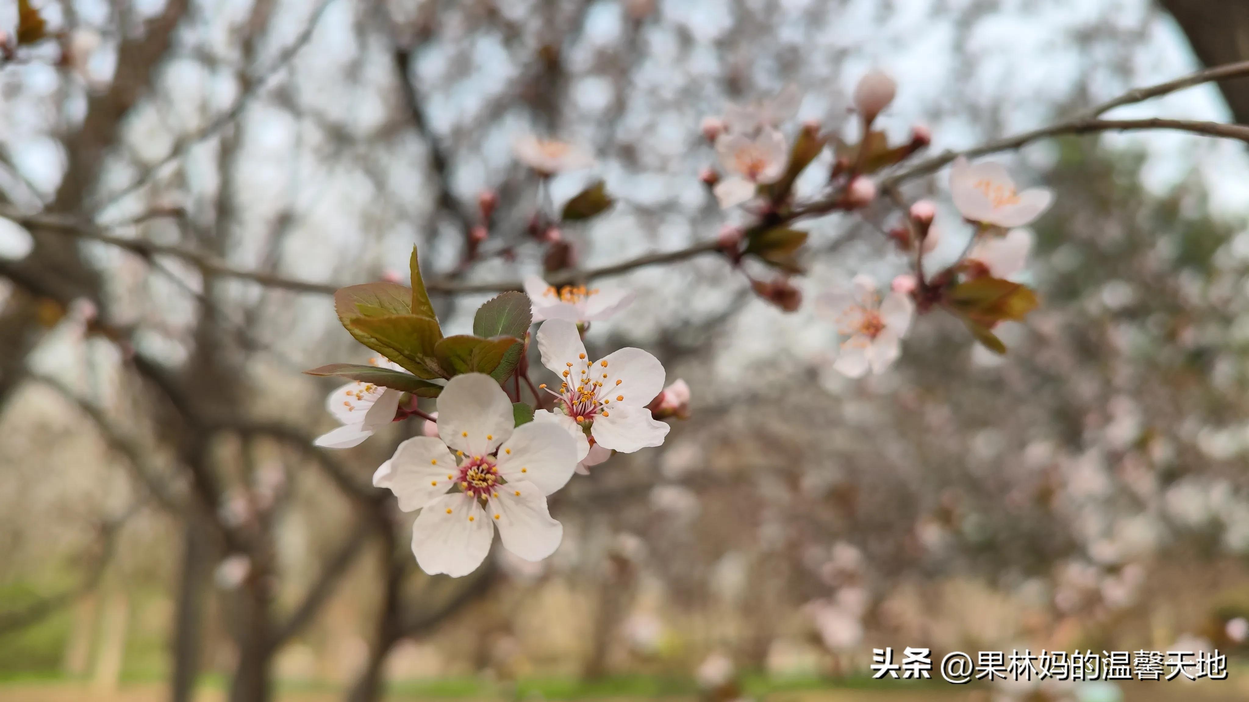 鼻腔有异物可以看急诊吗,晚上鼻腔异物看急诊