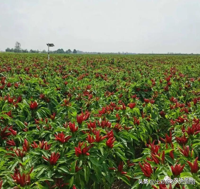 创新种植致富案例,出彩农业案例