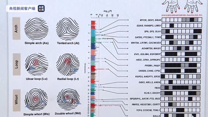 “斗”越多越好？康熙10个“斗”，中科院发现指纹斗与簸箕的奥秘