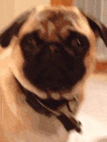 有一种狗很臭,狗狗身上很臭咋办