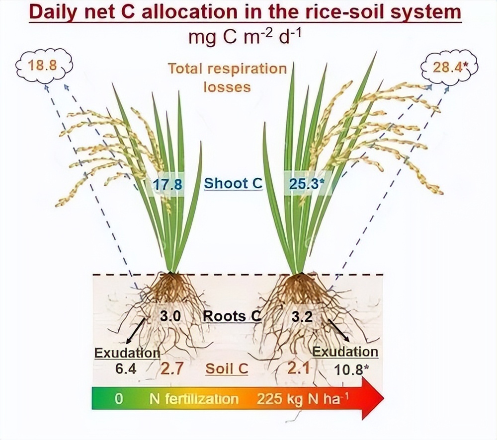 促进水稻氮素吸收利用的途径,促进水稻根系生长的措施