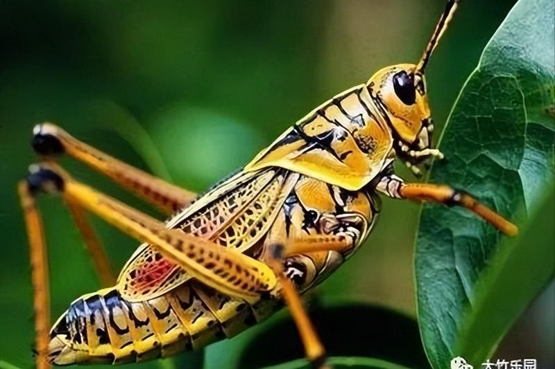 诗经螽斯全文及译文,国学经典诗经螽斯