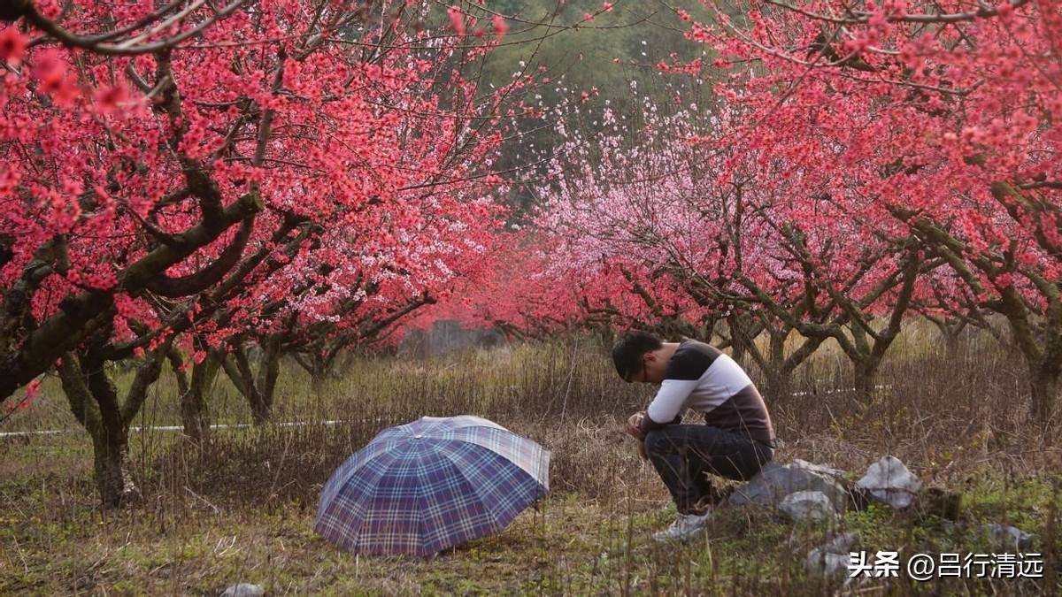 清远哪里有桃花树,广东清远阳山桃花源