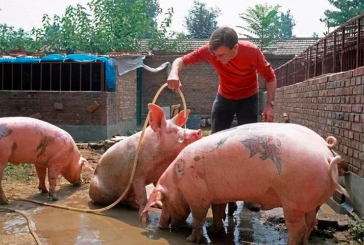 1997年,男子给活猪纹身,还把猪皮卖给了香奈儿,一张猪皮赚51万