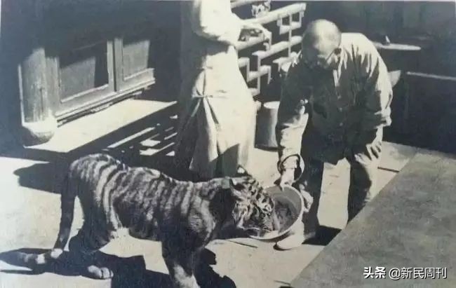 十二生肖中虎的排序由来,虎生肖排列顺序