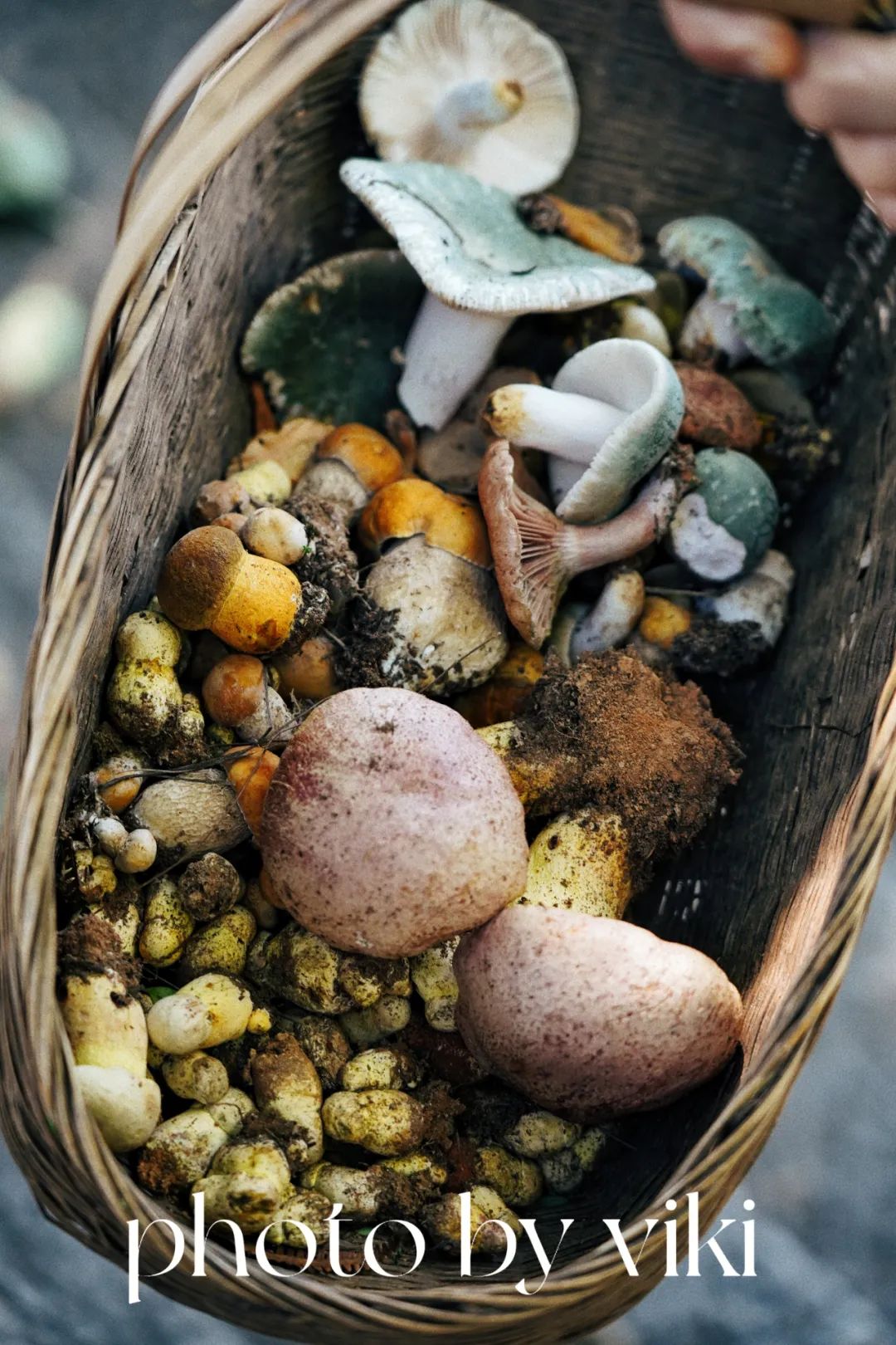 椋熺墿鏁呬簨涓婄瘒,椋熺墿鏁呬簨瑙嗛