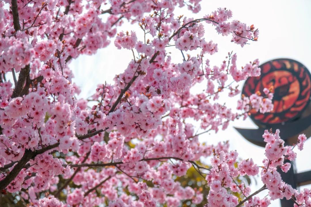 有山有海有人文，将家安在景区里丨日照东方*阳城太**