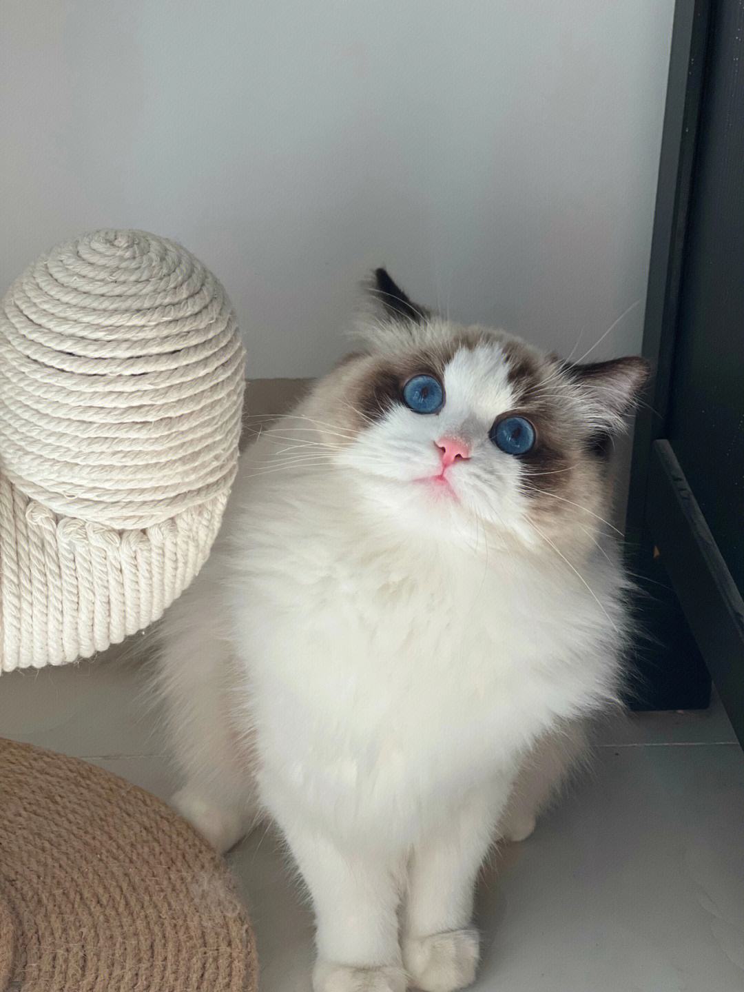 最难打理的猫咪排行,一只最难养的猫咪