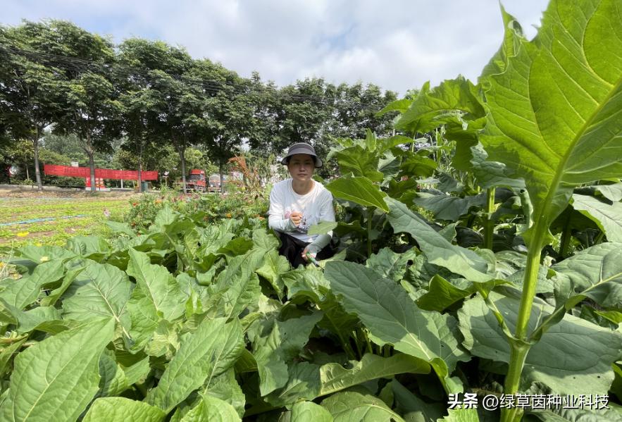 大叶蛋白菊国内哪里有种植,蛋白菊种植方法和技术