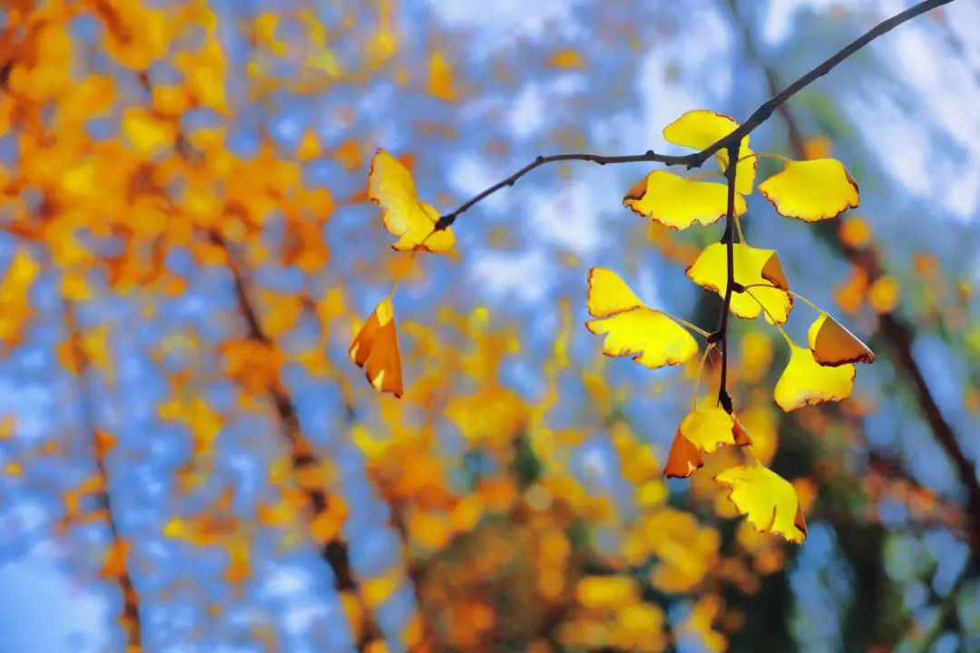 南昌的秋天文案,南昌的秋天闪闪发光