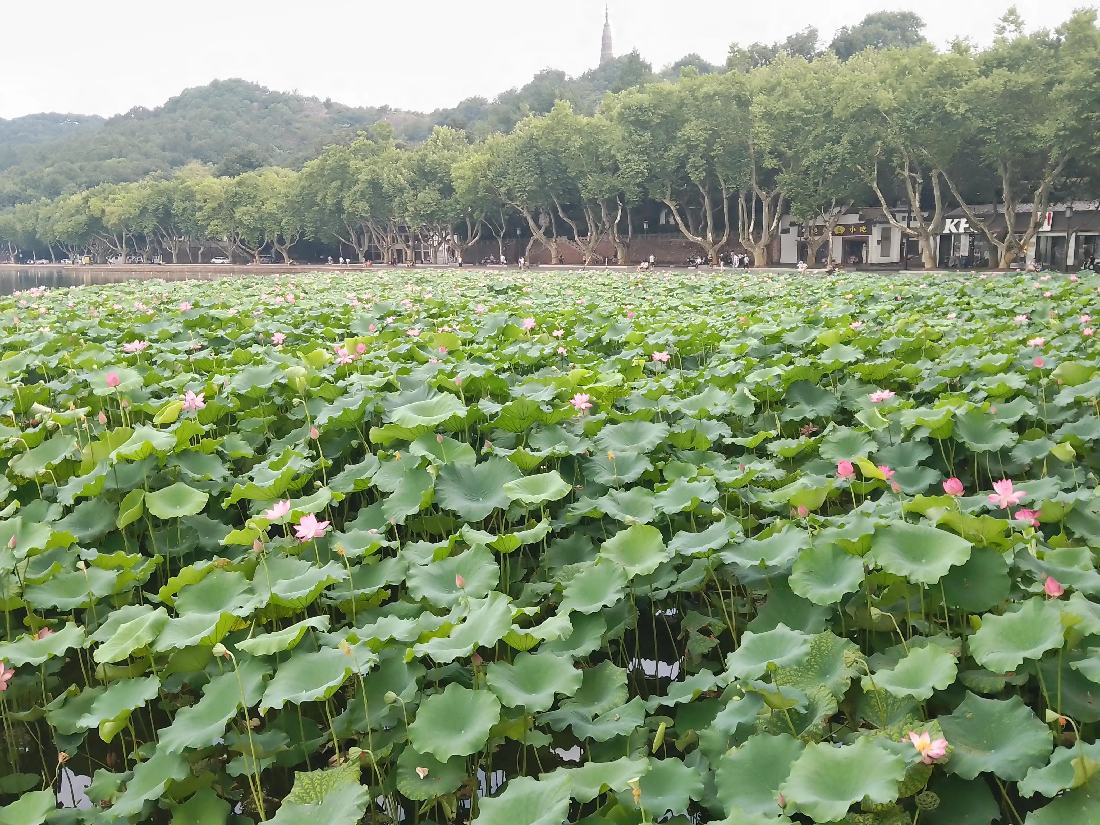 带大家一起游西湖美景,西湖美景三日游