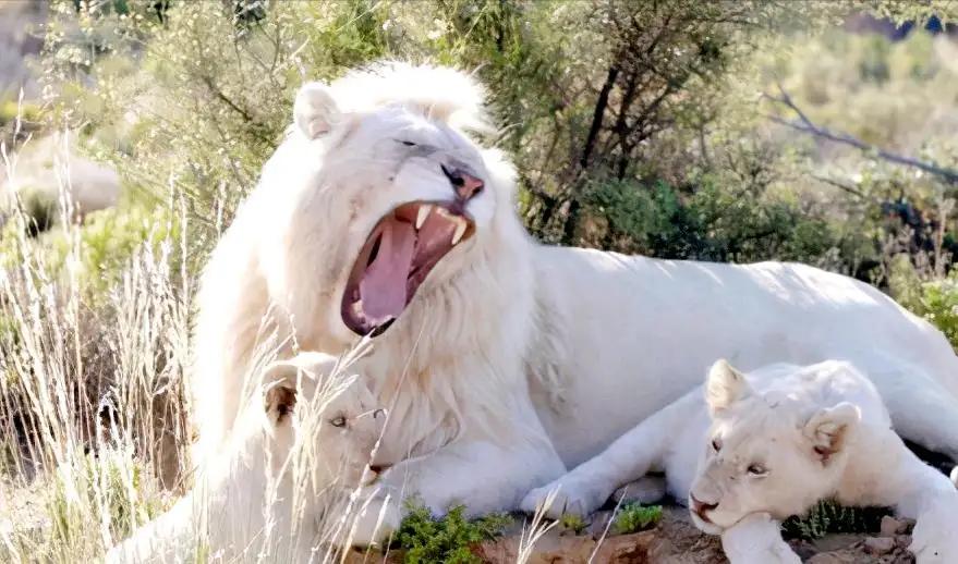 内蒙古罕见的白狼,内蒙古白狍子
