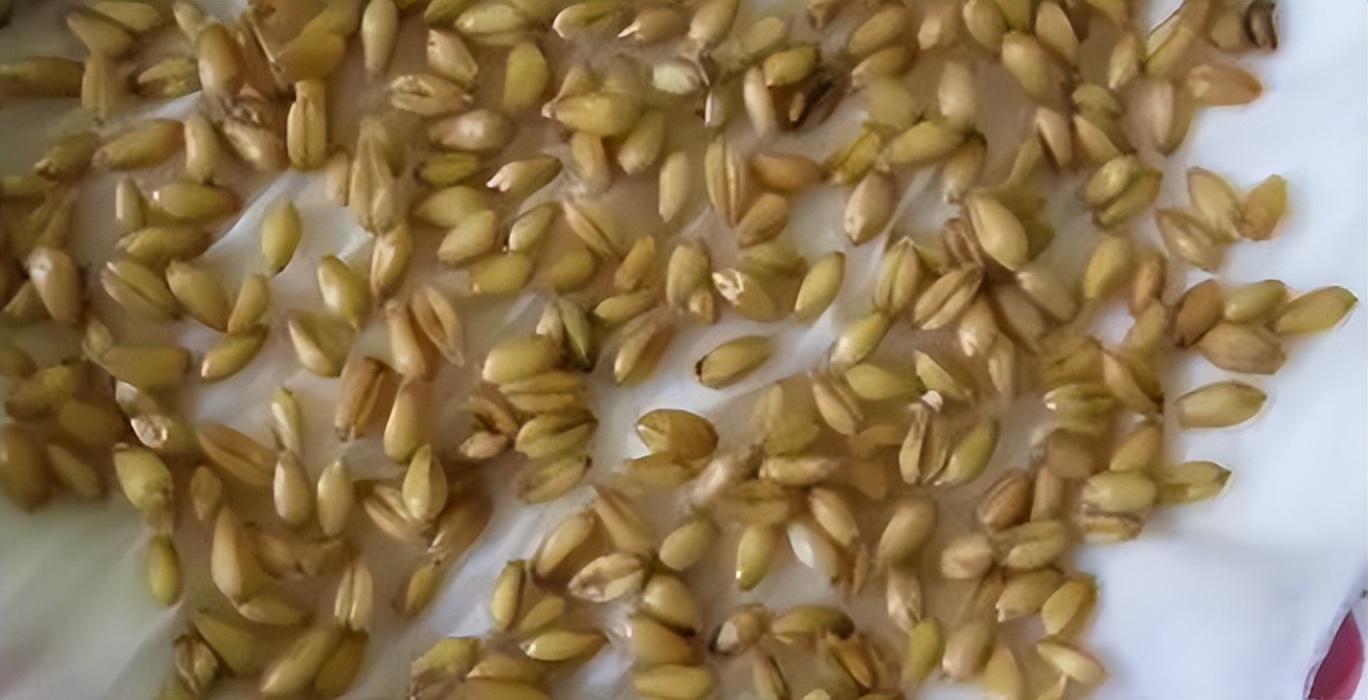 世界各国古代验孕法,古埃及验孕方式