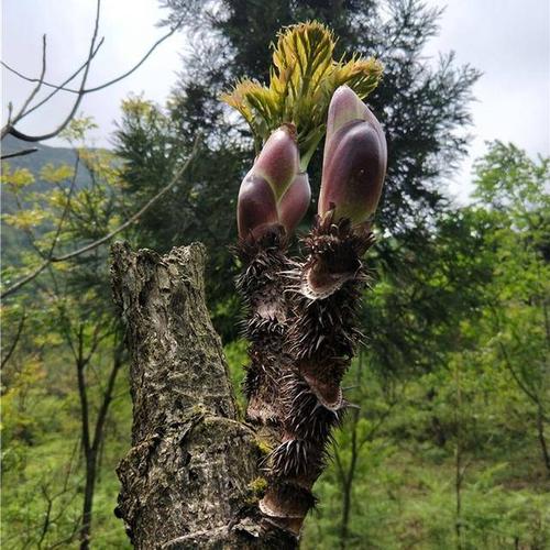 有一种野菜叫荠菜有什么营养,野菜面条菜有什么营养成分