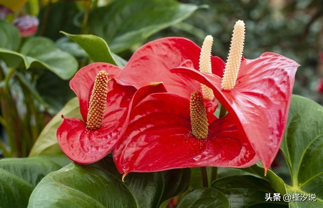 火鹤花图片,火鹤花的风水寓意