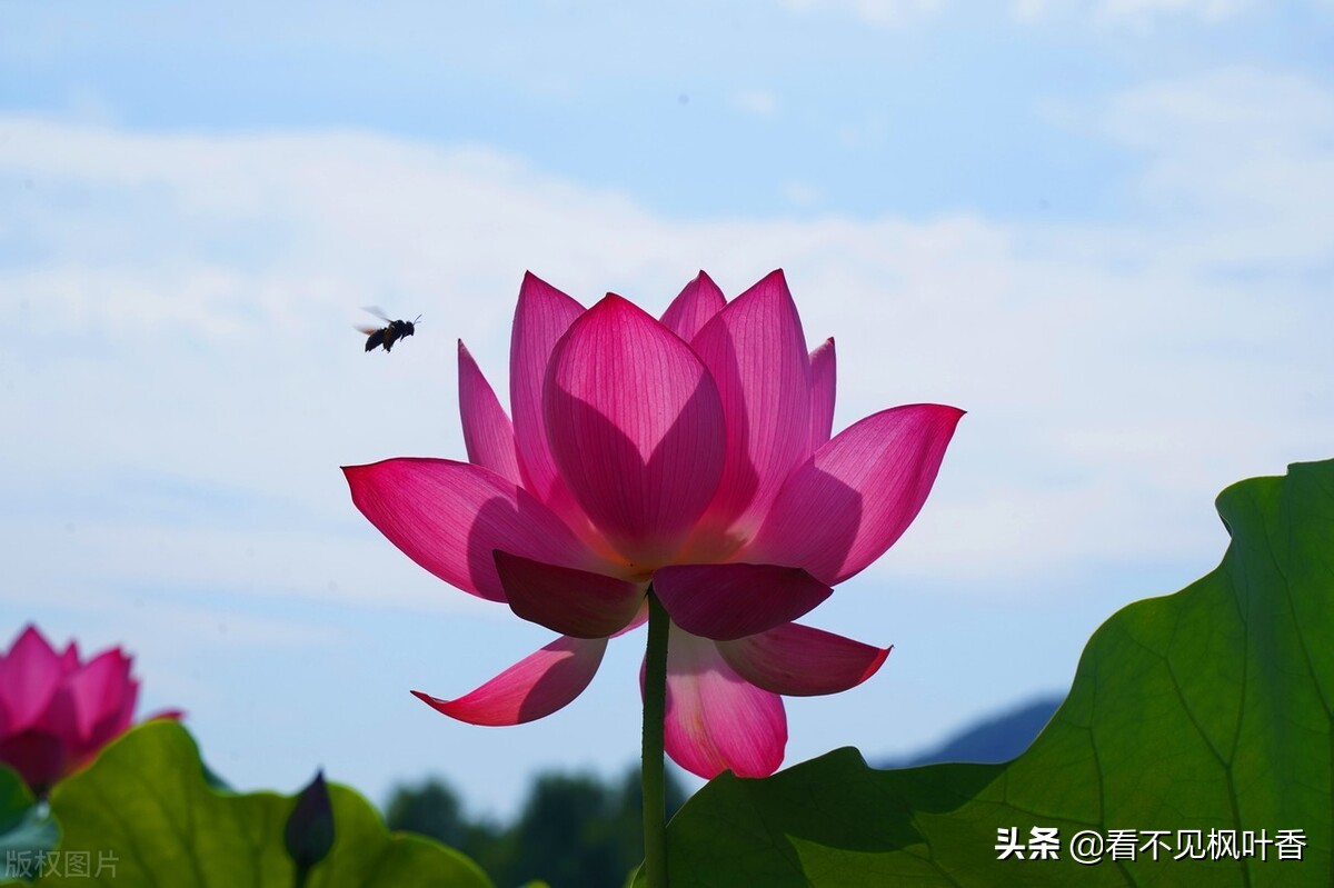 七月伊始，惟愿：绿意染心，静享岁华