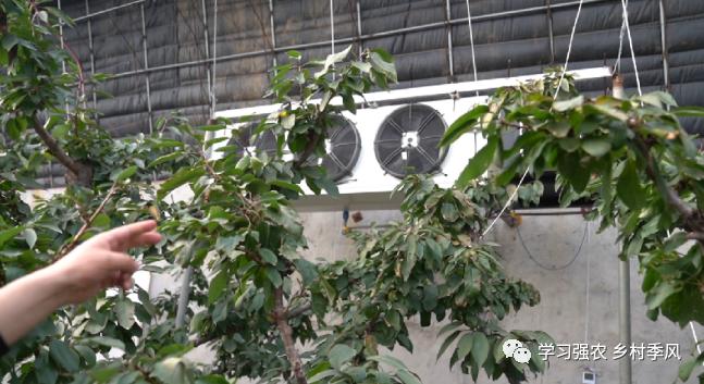 大棚樱桃还有发展趋势吗,大棚樱桃错时上市反季节