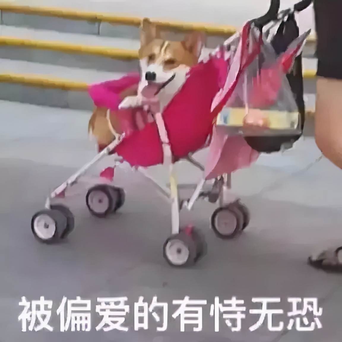 宠物驱虫药吃了多久排虫,宠物吃了驱虫药以后要注意什么