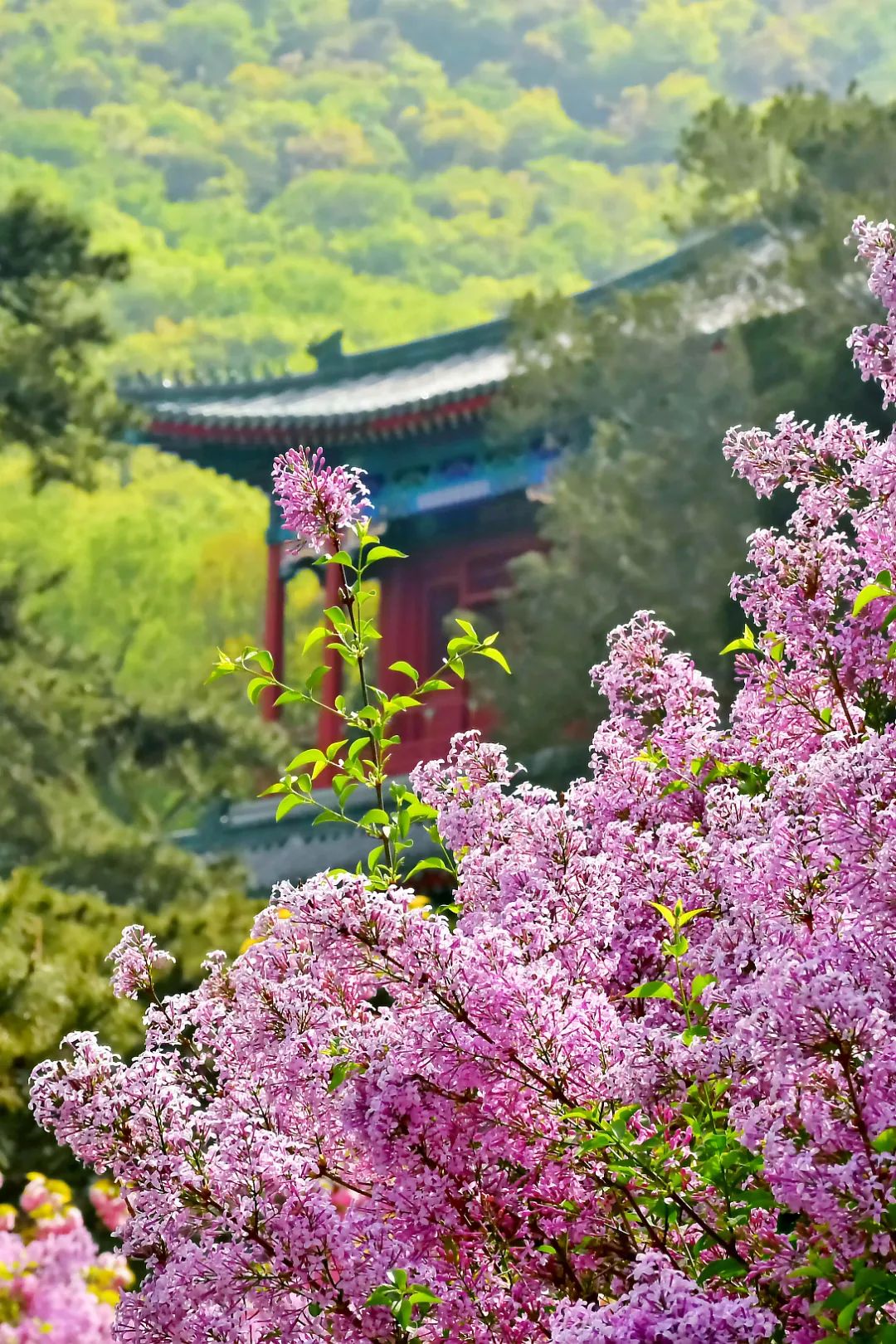 雍和宫北京最旺的古寺,不要再去人挤人的景点