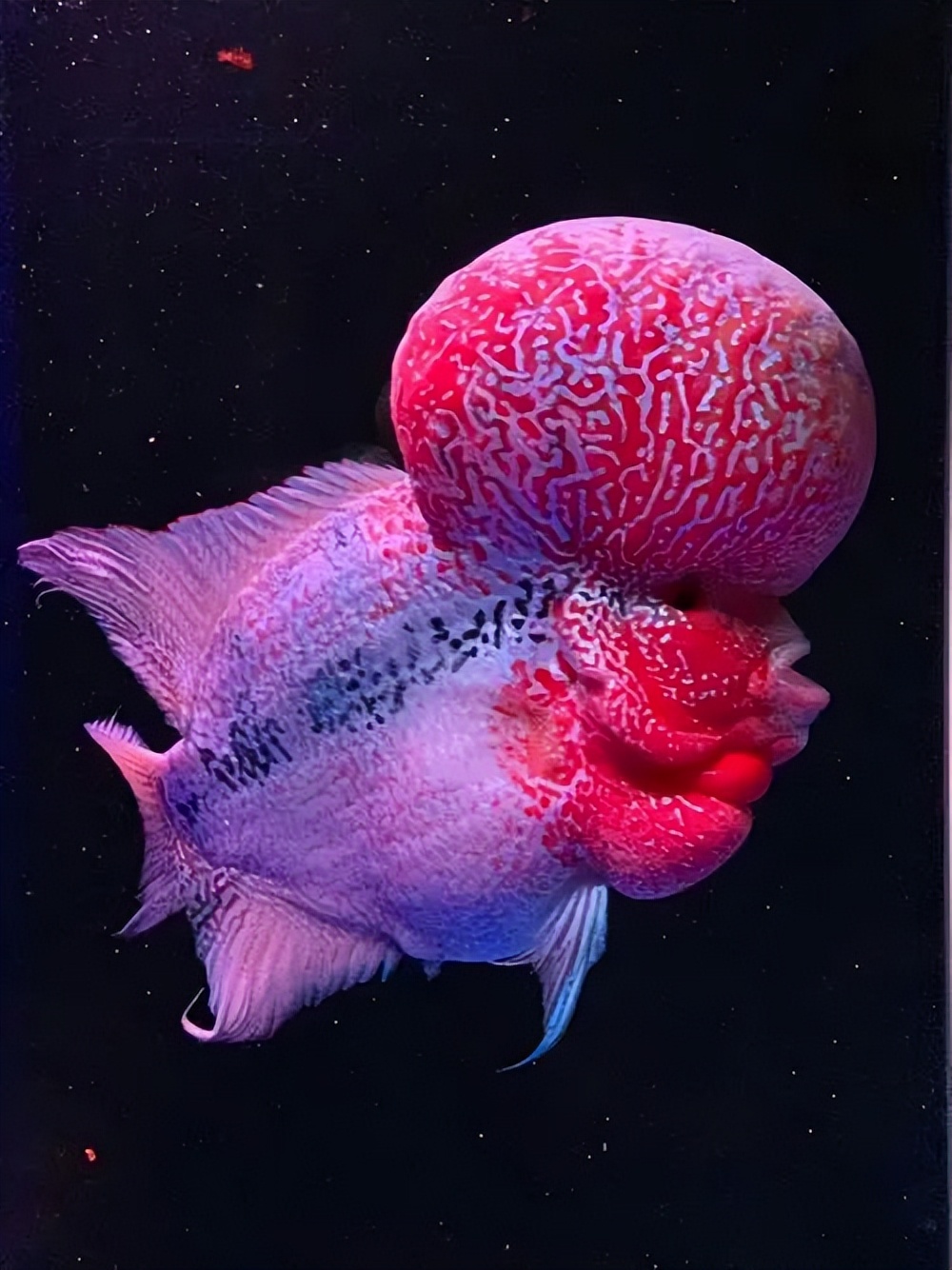 十种适合新手养的宠物鱼,哪些鱼能当宠物鱼养殖用