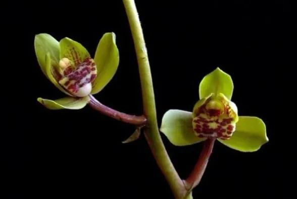 100种迷人的“数字花”,从零到一百万,真是太神奇了