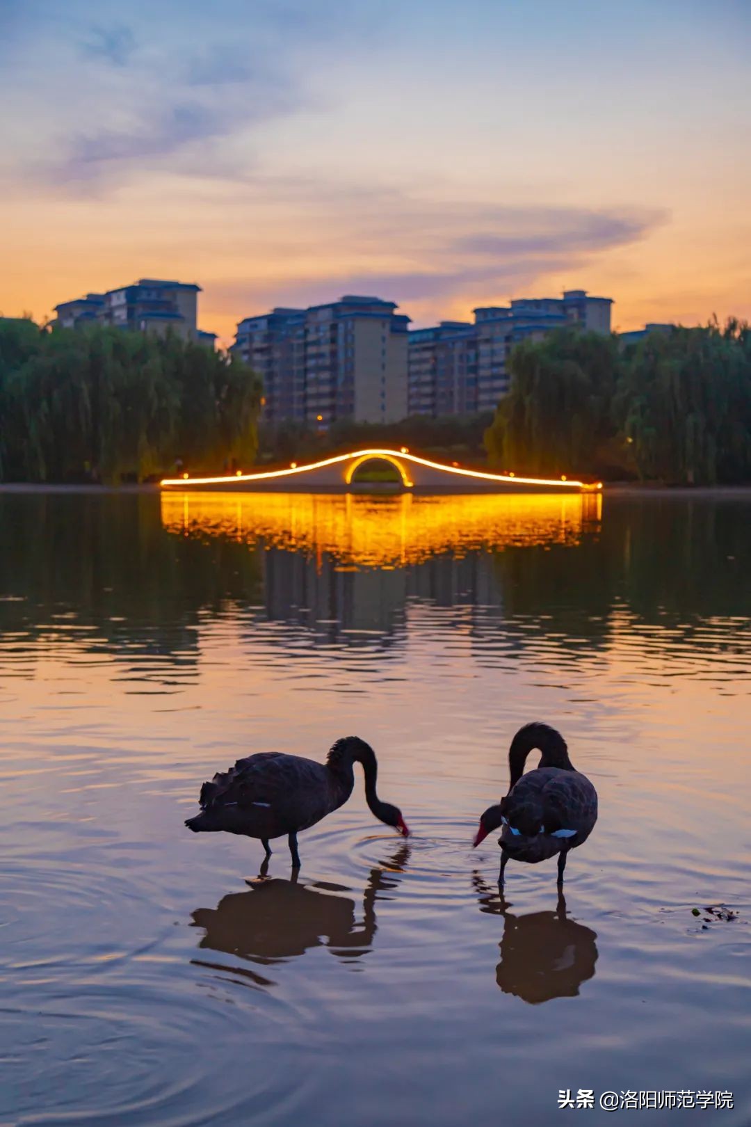 洛师好考吗,洛师最好的专业