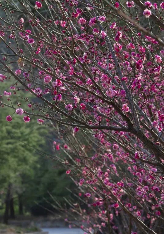 天蒙山门票团购,天蒙山花海节