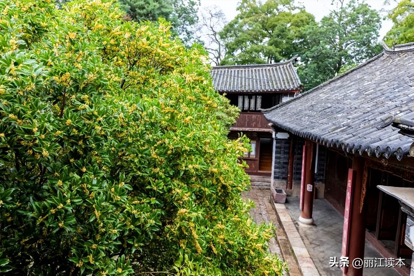 满城桂花香桂林,满城桂花香味