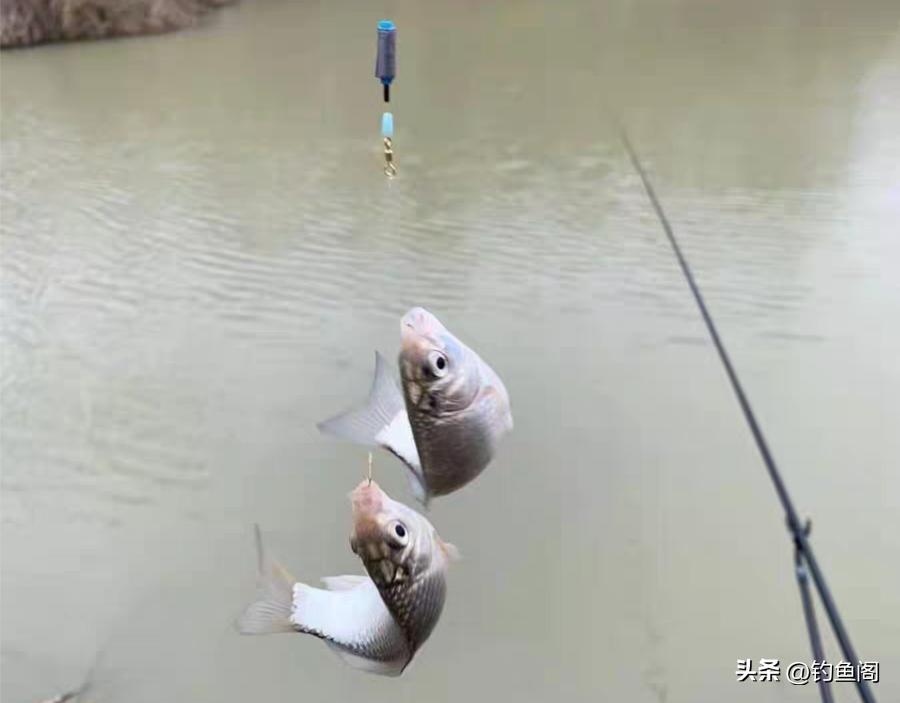 长竿钓鲫鱼怎么选漂和调漂,长竿钓鲫鱼调漂怎么调视频