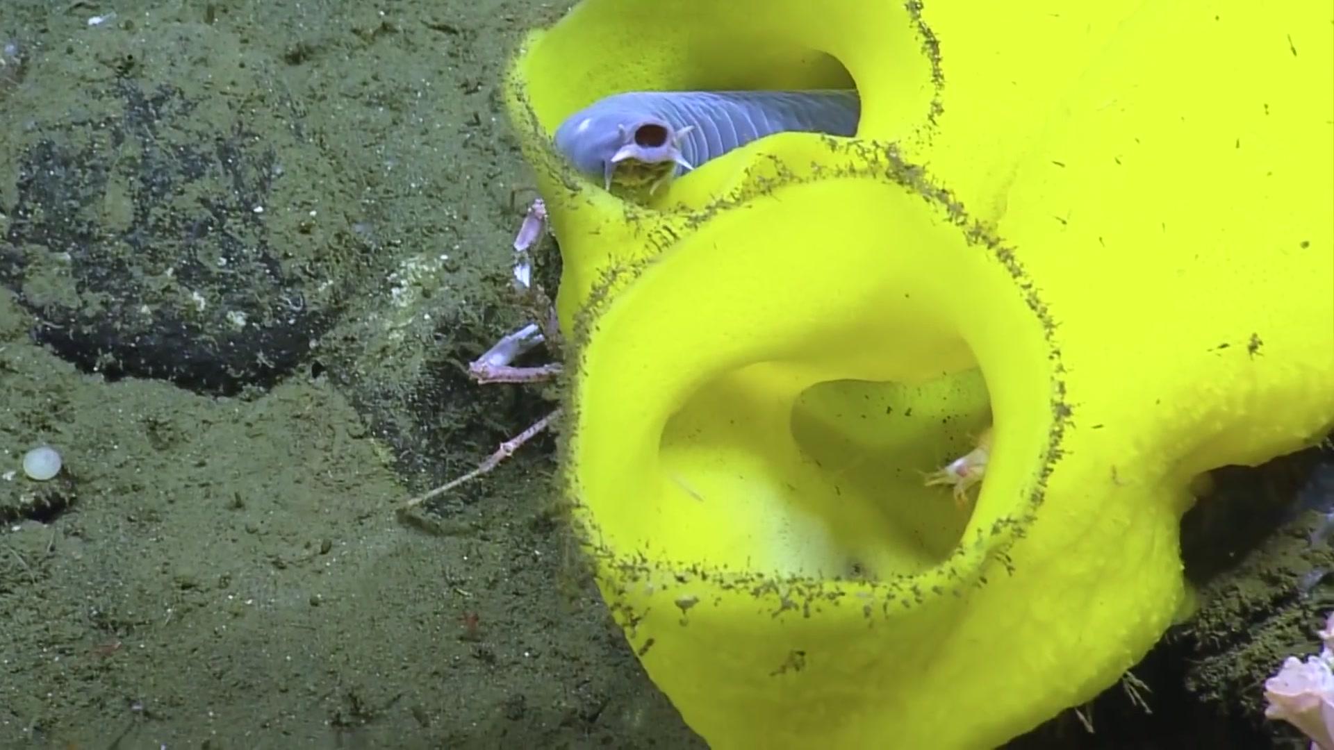 盲鳗反杀鲨鱼,能反杀鲨鱼的盲鳗