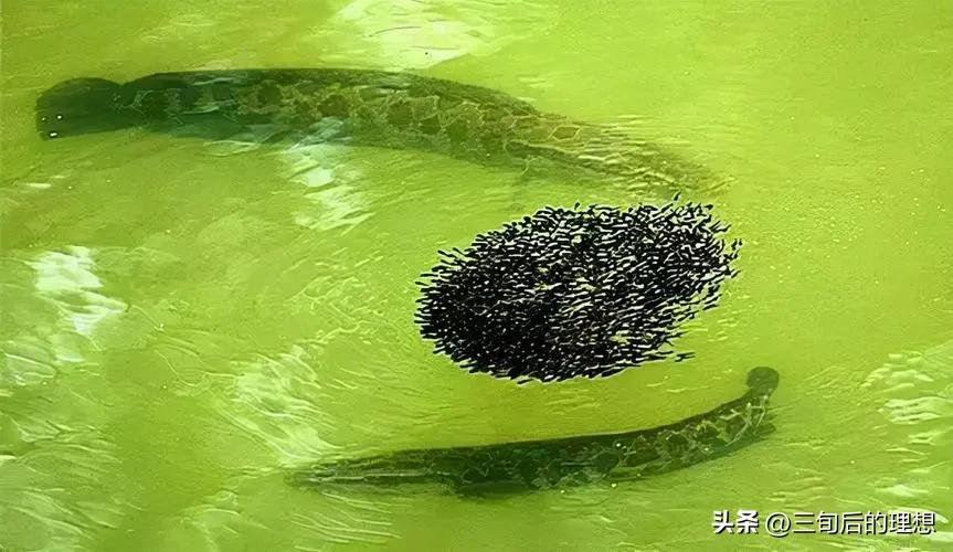 人工饲料和野生杂鱼,人工混合鱼饲料配方