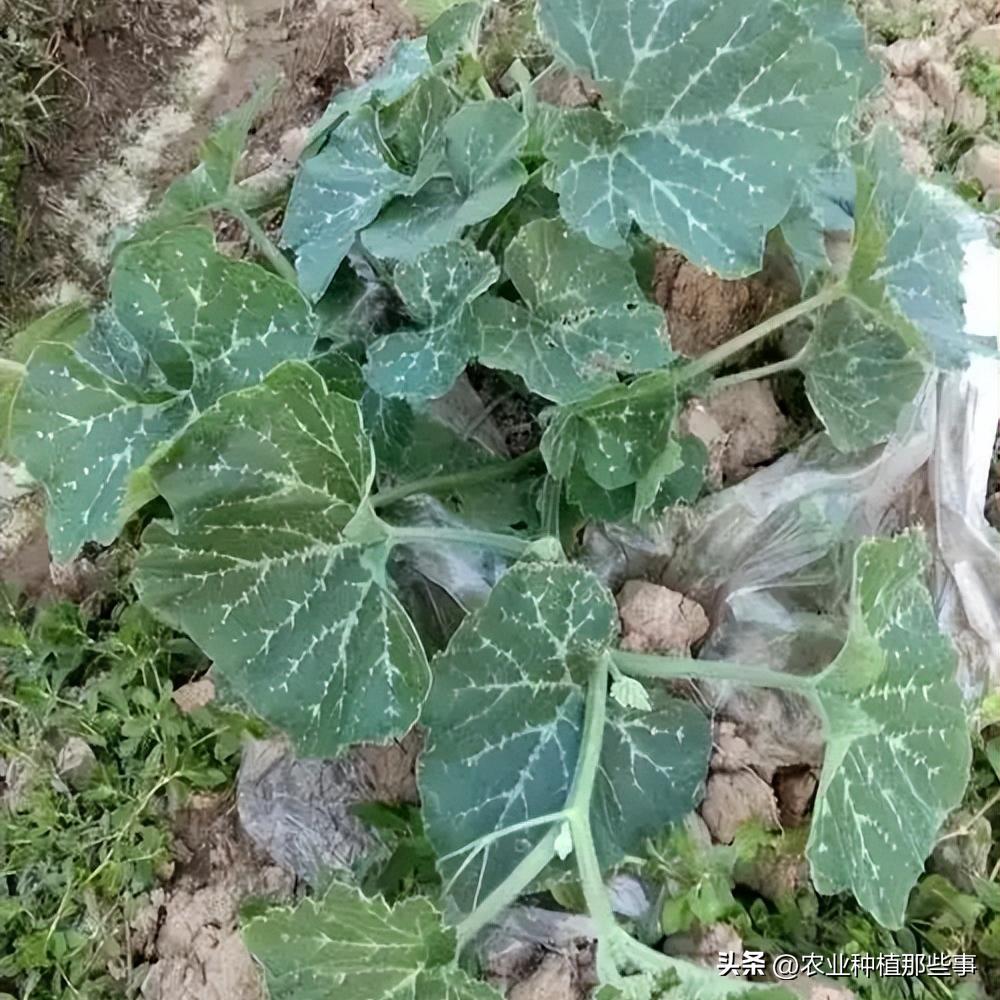 种植南瓜要除侧枝吗,种的南瓜结了瓜又黄了怎么回事