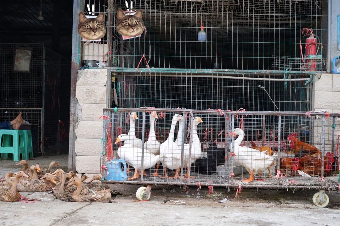三联鸡鸭市场在哪里,三联市场家禽
