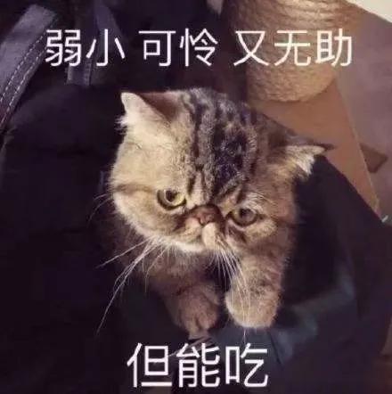 漫画：“铲屎官如果突然挂了，狗狗会等多久吃掉尸体？”网友神评