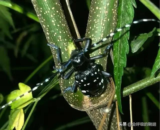 星天牛喜欢苦楝树,星天牛苦楝树